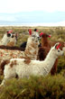 Llamas en la puna - Photo: Secretar�a de Turismo de la Naci�n