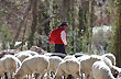 Pastoreando ovejas - Photo: Jorge Gonz�lez