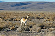 Fauna de la puna - Photo: Jorge Gonz�lez