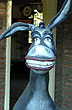 Little donkey from C�rdoba - Photo: Pablo Etchevers