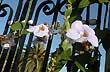 Flores y rejas - Foto: Jorge Gonz�lez
