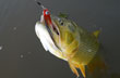 Dorado con mosca - Foto: Jorge Gonz�lez