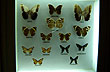 Mariposas en el museo - Photo: Pablo Etchevers Mariposas en el museo - Photo: Pablo Etchevers