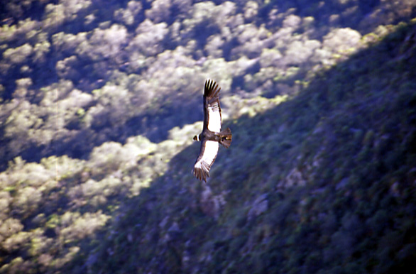 El c�ndor y el cerro - Autor: Ariel Mendieta