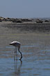 Variada fauna - Foto: Jorge Gonz�lez