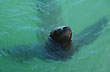 Lobito en el puerto - Foto: Jorge Gonz�lez
