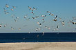 Playa las Conchillas - Foto: Jorge Gonz�lez