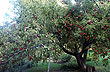 Frutales de la regi�n - Foto: Karina Jozami