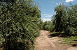 Olivares - Foto: Pablo Etchevers