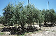 Olivares, un paisaje en el camino - Foto: Pablo Etchevers
