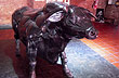 El Toro de Giol - Foto: Pablo Etchevers