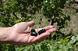 Aceitunas reci�n cosechadas - Foto: Pablo Etchevers