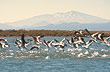 Laguna de Llancanelo - Foto: Banco de Imagen Municipalidad de Malargüe Laguna de Llancanelo - Foto: Banco de Imagen Municipalidad de Malargüe