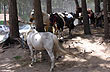 Listos para cabalgar - Foto: Pablo Etchevers