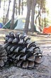 Pi�as en el camping - Foto: Pablo Etchevers