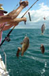 Placer de la pesca - Photo: Pablo Etchevers Placer de la pesca - Photo: Pablo Etchevers