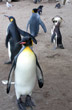 Pingüinos en el Aquarium - Photo: Pablo Etchevers Pingüinos en el Aquarium - Photo: Pablo Etchevers
