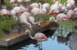 Belleza en el Aquarium - Photo: Pablo Etchevers Belleza en el Aquarium - Photo: Pablo Etchevers
