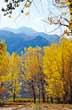 Otoño en Potrerillos - Foto: Banco de imágenes de la Subsecretaría de Turismo de Mendoza Otoño en Potrerillos - Foto: Banco de imágenes de la Subsecretaría de Turismo de Mendoza