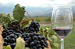 De los vi�edos Salentein - Foto: Pablo Etchevers