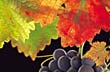 The vine - Photo: Banco de im�genes de la Subsecretar�a de Turismo de Mendoza
