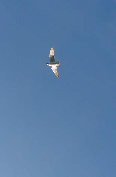 Aves - Autor: Pablo Etchevers