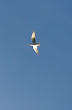 Aves - Foto: Pablo Etchevers