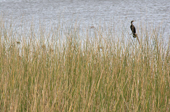 Avistaje de aves - Autor: Pablo Etchevers