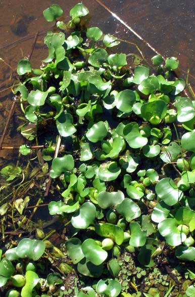 flora acuatica