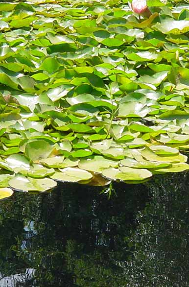 Plantas acu�ticas - Autor: Pablo Etchevers