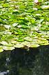 Plantas acu�ticas - Foto: Pablo Etchevers