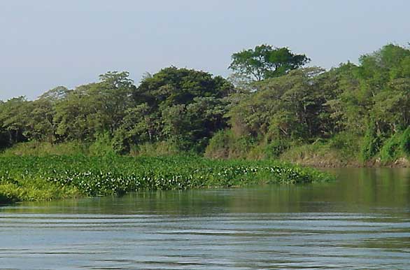 Paisaje del r�o - Autor: Pablo Etchevers
