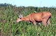 Ciervo de los pantanos - Foto: Pablo Etchevers