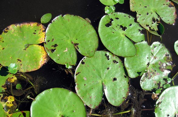 Sobre la aguas brillantes - Autor: Pablo Etchevers