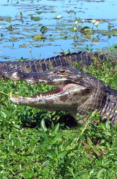 Habitante del estero - Autor: Pablo Etchevers