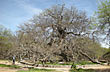 Algarrobo Abuelo - Foto: Jorge Gonz�lez