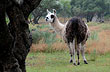 Llamas en el olivar Merlin - Foto: Eduardo Epifanio