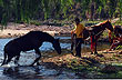 Refrescando a los caballos - Foto: Eduardo Epifanio