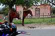 Tracci�n a sangre - Foto: Eduardo Epifanio