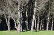 Bosque energ�tico - Photo: Pablo Etchevers