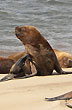 Fauna marina - Foto: Jorge Gonz�lez
