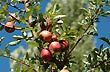 Rojas y deliciosas manzanas - Photo: Jorge Gonz�lez