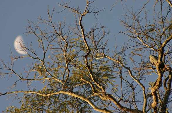 �rbol y luna - Autor: Santiago Gaudio