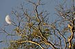 Árbol y luna - Foto: Santiago Gaudio Árbol y luna - Foto: Santiago Gaudio