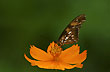 Mariposa posada - Foto: Santiago Gaudio Mariposa posada - Foto: Santiago Gaudio