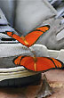 Pareja de mariposas silvestres - Foto: Santiago Gaudio Pareja de mariposas silvestres - Foto: Santiago Gaudio