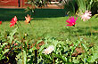 Coloridas flores - Photo: Jorge Gonz�lez