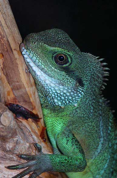 Reptilario de Ober� - Autor: Marcelo Sola