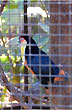 Hermosos ejemplares de p�jaros - Photo: Jorge Gonz�lez