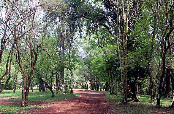 Verde caminata - Autor: Marcelo Sola